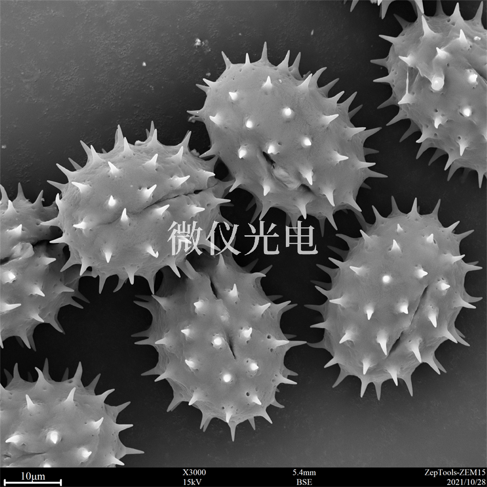 掃描電鏡測(cè)樣，要注意什么？